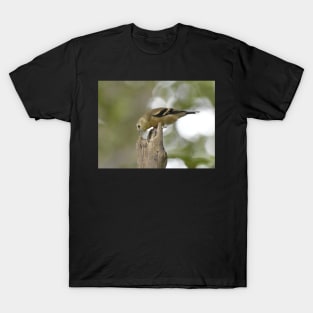 American Goldfinch Fledgling T-Shirt